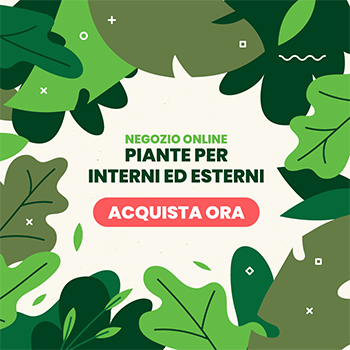 vivaio cecchini negozio online piante per interno ed esterno