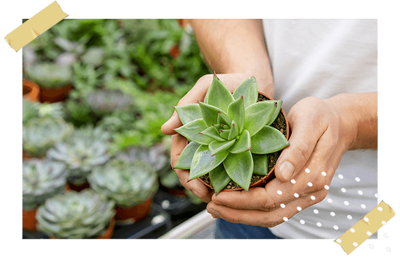coltivazione e commercializzazione di piante e fiori nel vivaio cecchini a lodi